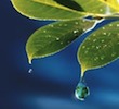 Spa Pure